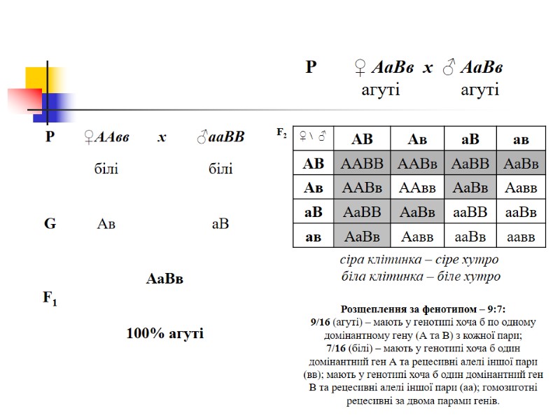 P        ♀ АаВв  x  ♂